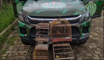 Apreensão de aves silvestres em Teresina.