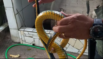 Batalhão de Policiamento Ambiental resgata cinco serpentes em Teresina.
