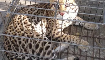 Jaguatirica capturada na zona rural de José de Freitas.