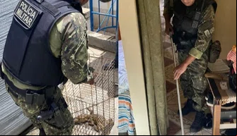 Apreensão de oito jiboias e dois jacarés