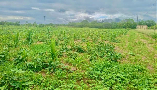 Secretaria do Meio Ambiente analisa impactos da Seca Verde pelo Piauí